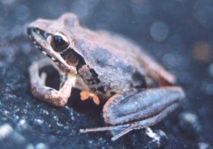 Broad-palmed frog