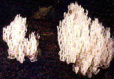 Organ Pipe Fungus