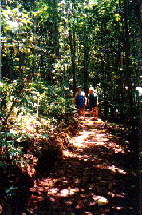 Wongabel State Forest Arbor Walk