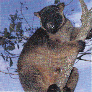 Lumholtz Tree Kangaroo